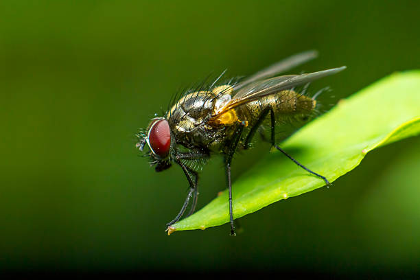istock Portrait of a fly 174711528