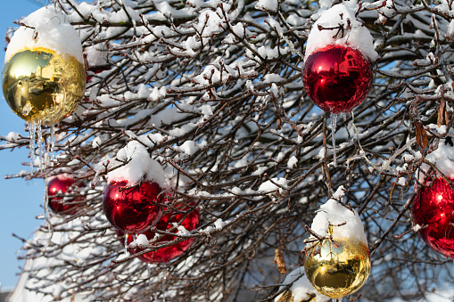 Large red and yellow balls hang on a bare tree in winter. The branches are covered with snow.