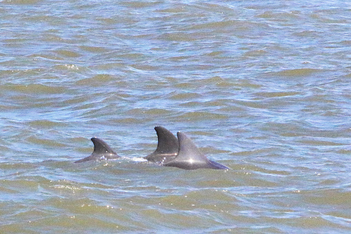 a trio of dolphins swimming in Galveston Bay