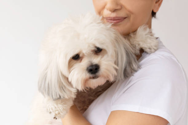 istock Shih Tzu dog 1747119162