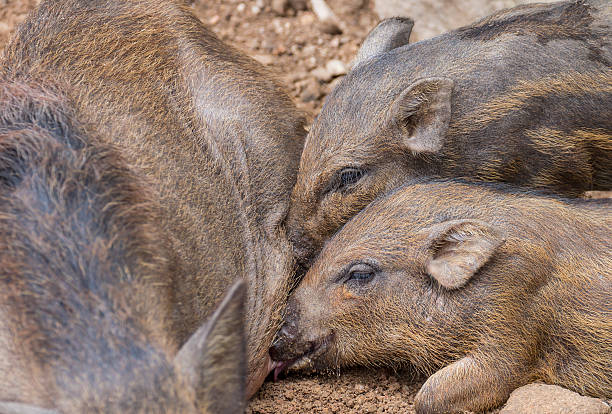 istock small wild boars sucking milk from their mother 174712579