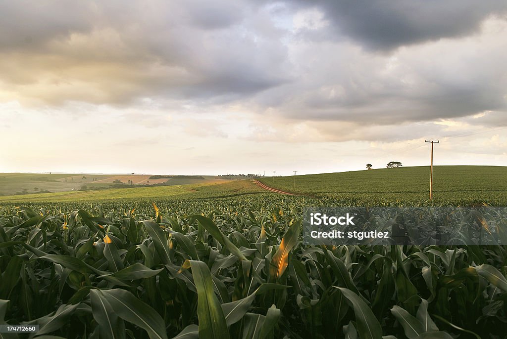 Campo de milho em um pôr do sol nublado - Foto de stock de Fazenda royalty-free