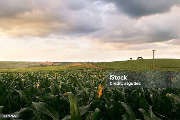 Foto de Campo De Milho Em Um Pôr Do Sol Nublado e mais fotos de stock de Fazenda - Fazenda, Milho, Espiga de Milho