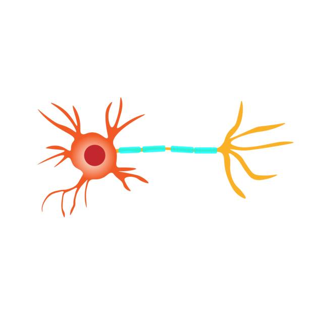 뉴런 통신 해부학. 뉴런 구조 다이어그램. - nerve cell synapse communication human spine stock illustrations