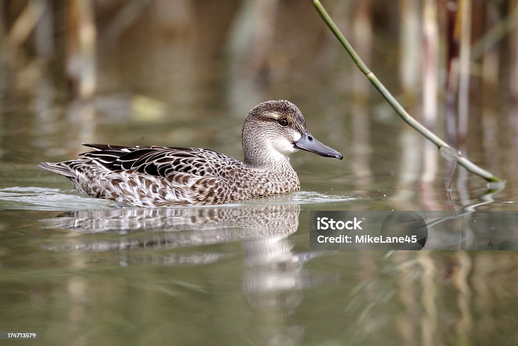 Garganey duck, Anas querquedula Garganey duck, Anas querquedula, single female on water, captive bird, September 2012 Female Animal Stock Photo