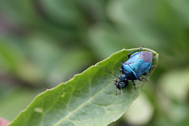 istock stinkbug preying on small insects in the wild 174713587