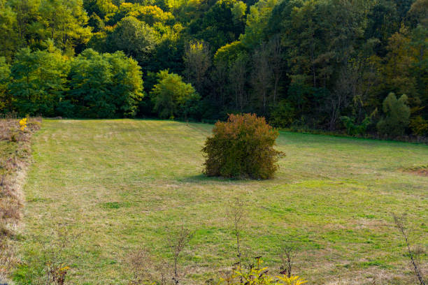 Autumn Solitude: Isolated Meadow Tree in Golden Hues