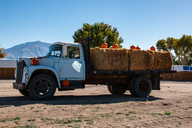 Pumpkins sitting on hay bales on a farm truck. Decorations for autumn, Halloween and Thanksgiving.
