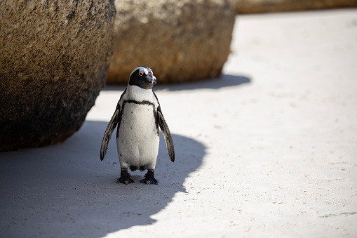 Cute little Penguin in Boulders Beach, Cape Town, South Africa.