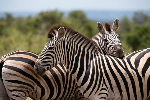 Two cute zebras in love at Kruger National Park, South Africa