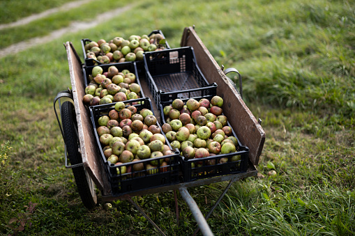 Fresh Harvested Apples in Crates on an Old Vegetable Market Cart from Organic Self - Sufficiency Agriculture in Europe
