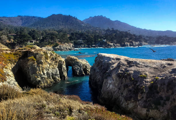 Pelicans flying over a rocky beach with an arch. Point Lobos State Reserve, California. Pelicans flying over a rocky beach with an arch. Point Lobos State Reserve, California. point lobos state reserve stock pictures, royalty-free photos & images