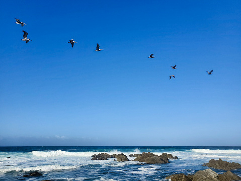 A small flock of pelicans flying over a rocky California beach.