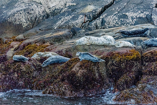It's amazing how these Harbor Seals so easily blend into their environment. Taken on a boat tour in Kenai Fjords National Park.