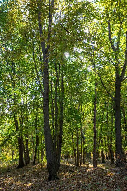 istock Forest trees illuminated by sunlight before sunset, with the sun's rays streaming through the trees on the forest floor, illuminating the tree branches 1747296534