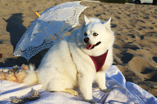 A Pomsky is enjoying a fun luxury holiday at a  beach resort.