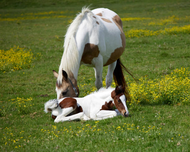 istock Baby horse with his mother 1747328358