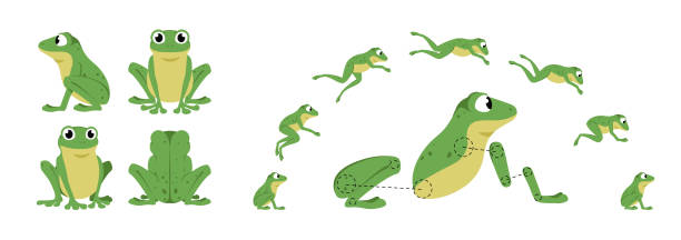 bildbanksillustrationer, clip art samt tecknat material och ikoner med funny jumping vector frog - groda