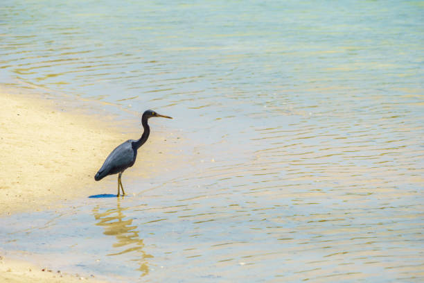 Reef heron wading at waters edge Reef heron wading at waters edge in lagoon, Fiji. egretta sacra stock pictures, royalty-free photos & images
