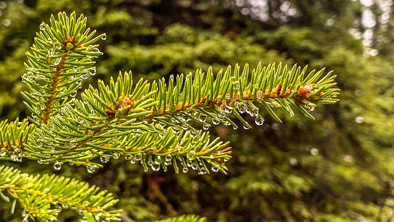 Morning dew drops cling to the small pine branches.