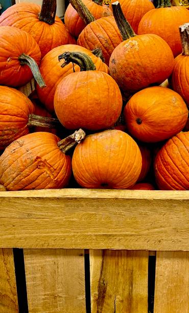 istock Crate of Orange Pumpkins 1747360435