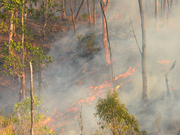 istock Fire burning through trees and bushland in Australia 1747360995
