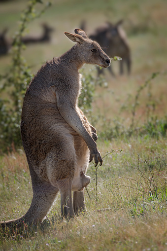 Macropus giganteus - Two Eastern Grey Kangaroos fighting with each other in Tasmania in Australia. Animal cruel duel in the green australian forest. Kickboxing ang boxing two fighters.