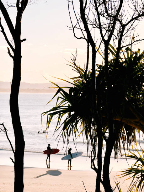 surfers au lever du soleil avec palmier pandanus - byron bay tree summer sand photos et images de collection