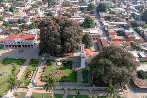 El arbol del Tule ( is a tree located in the church grounds in the town center of Santa María del Tule in the Mexican state of Oaxaca