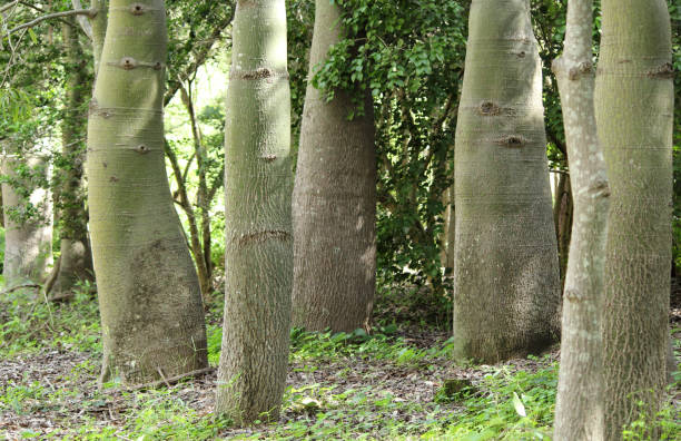 istock Landscape of bottle tree trunks on plants in a forest 1747442681