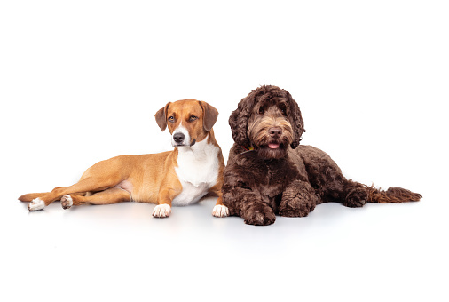 Two puppy dog friends taking a break from playing. Pet companionship and mental health. Female Harrier mix dog with female Australian Labradoodle. Selective focus.