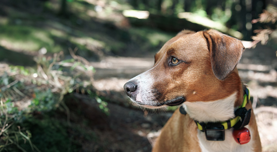 Dog with gps tracker in forest.
