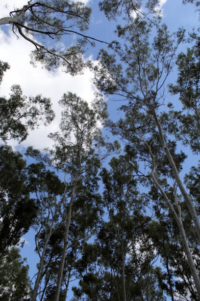 istock Looking upwards towards a tree canopy and the sky 1747450154