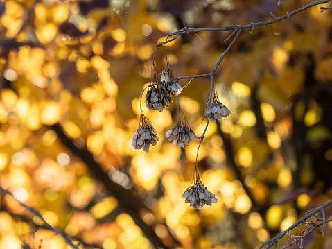 Close up leaves with golden background