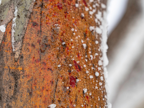 Close up of snow gum tree truck with snow