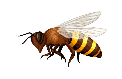 Cute bee sticker. Yellow and black insect with wings, bumblebee. Zoology and biology. Graphic element for website. Cartoon flat vector illustration isolated on white background