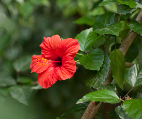 Hibiscus flower in the garden