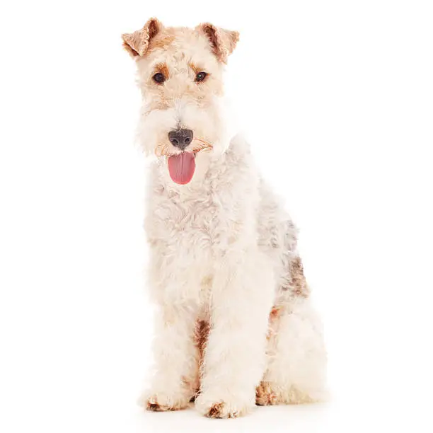 Portrait of a purebred Fox Terrier http://bit.ly/16Cq4VM