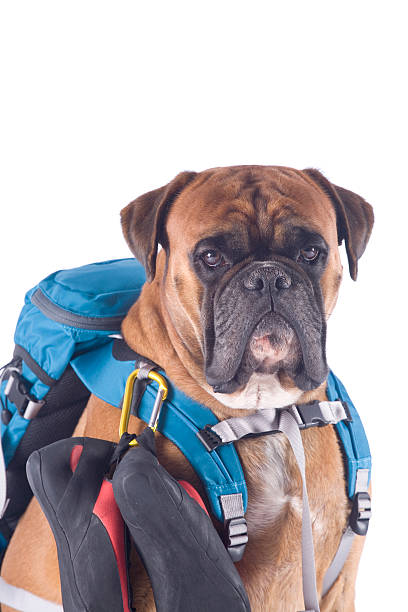 chien avec équipement d'alpinisme - dog education backpack boxer photos et images de collection