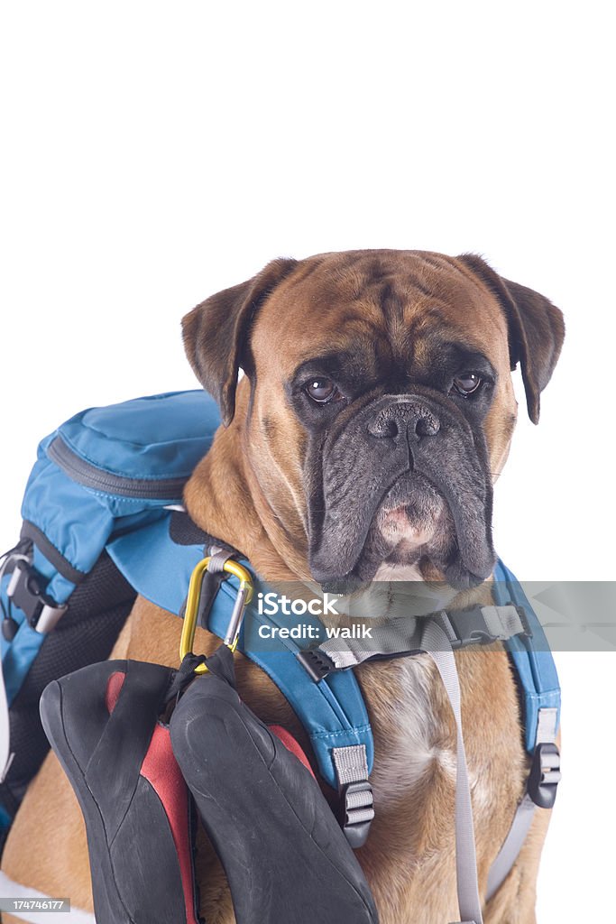 Pies z Sprzęt do wspinaczki - Zbiór zdjęć royalty-free (Bez ludzi)