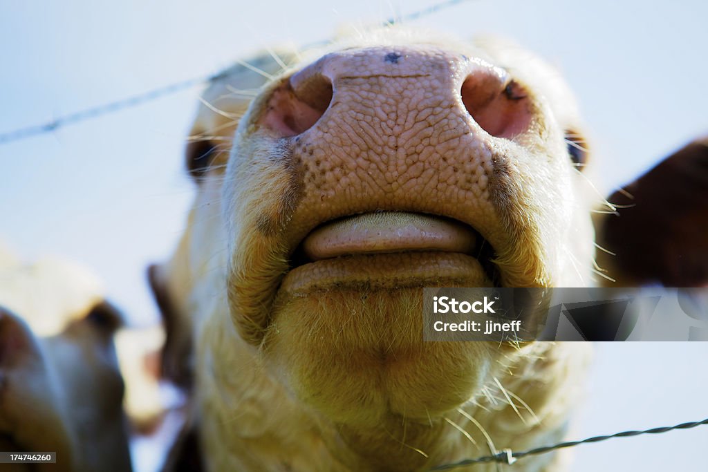 Baiser de vache - Photo de Bovin domestique libre de droits