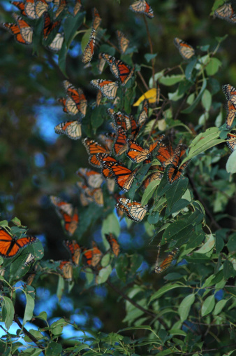 A swarm of monarch butterflies engulfing a tree