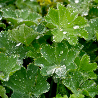 Close-up of morning dew on green foliage
