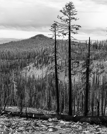 Lassen Volcanic National Park post the 2021 Dixie fire where it burned 73,240 of the parks 106,000 acres