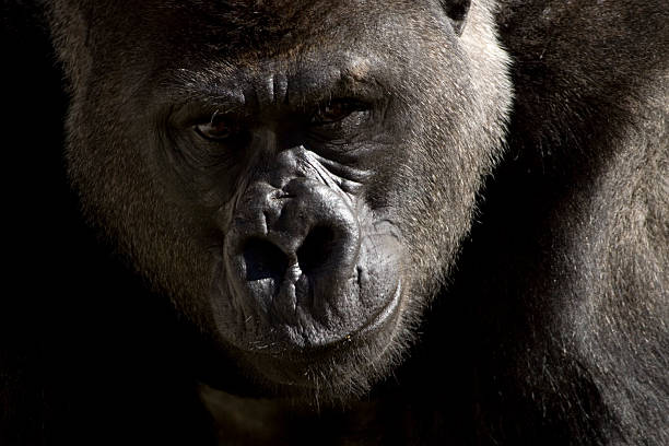 горилла портрет - gorilla west monkey wildlife стоковые фото и изображения