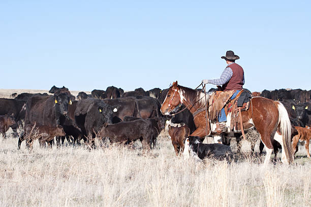 istock Cowboy Herding of Angus Cattle on Open Range 174746492