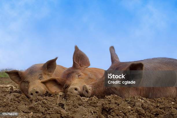 Maiali In Provate - Fotografie stock e altre immagini di Ambientazione esterna - Ambientazione esterna, Antigienico, Avidità