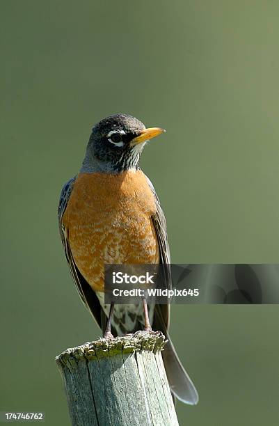 American Robin Stock Photo - Download Image Now - Alertness, Animal, Animal Wildlife