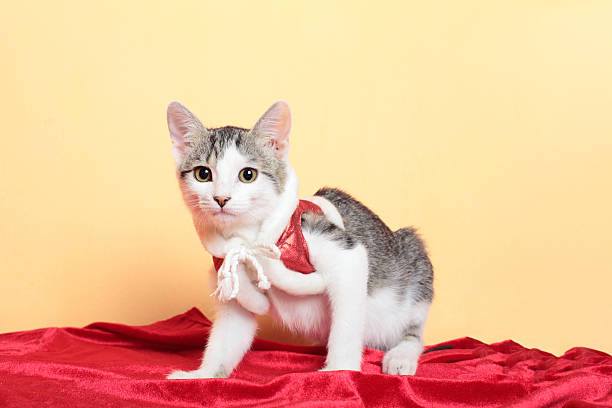 istock Cute kitten with red vest 174746863