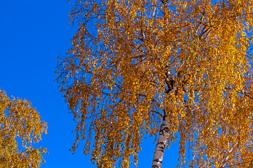Blue sky and birch tree.
